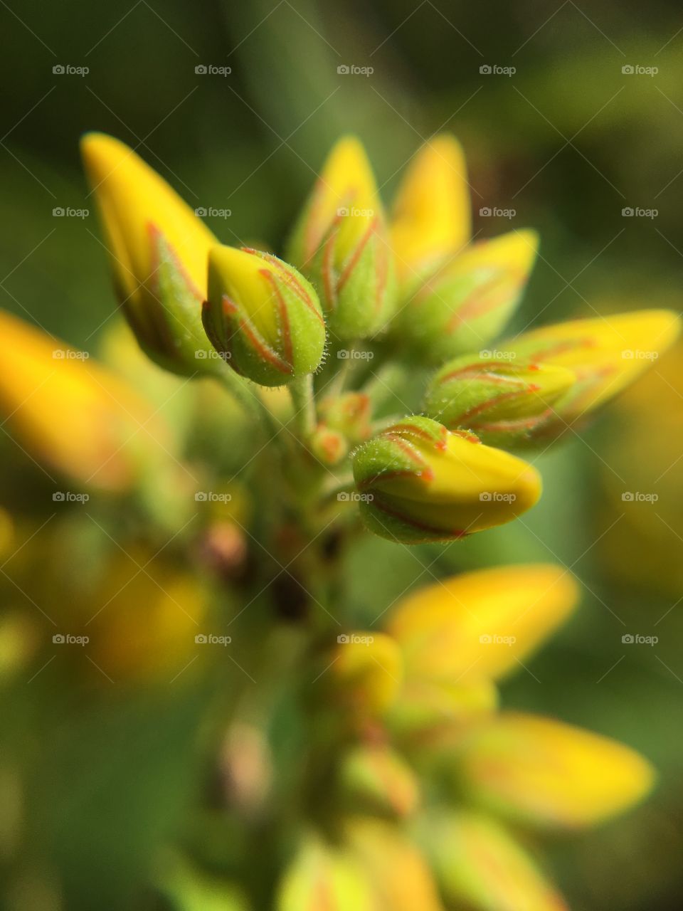 Closeup of yellow wildflower buds