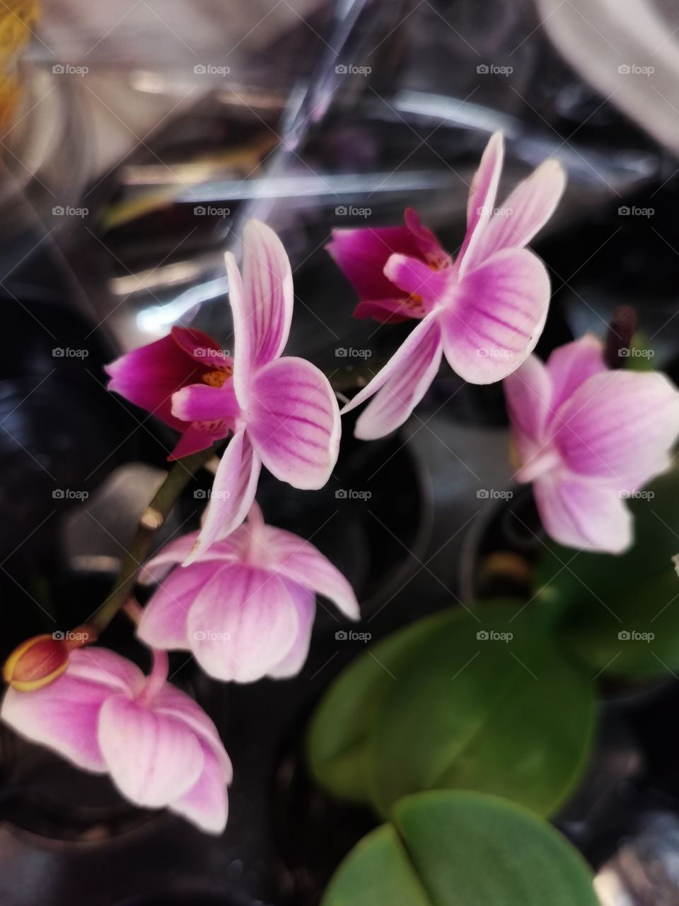 Plant green house Park colors greens