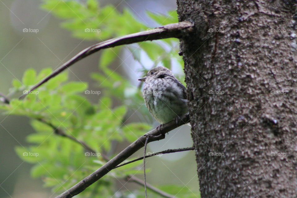 Bird on a tree branch in the forest