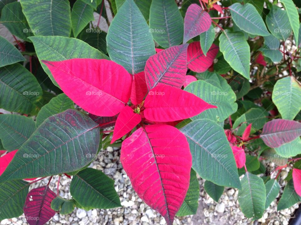 Poinsettia