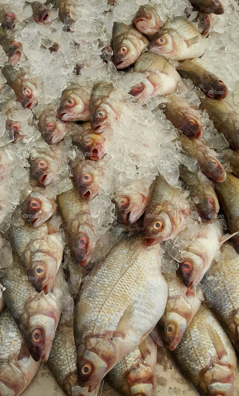 Whole fish on ice waiting to hit the grill for dinner.