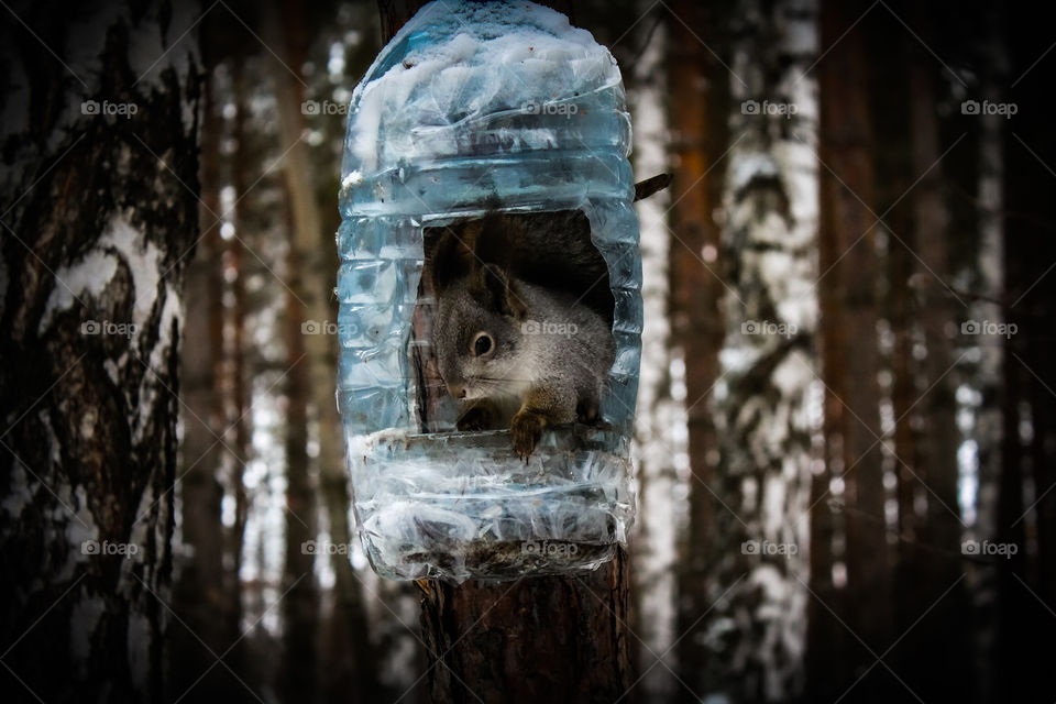 Cute forest squirrel