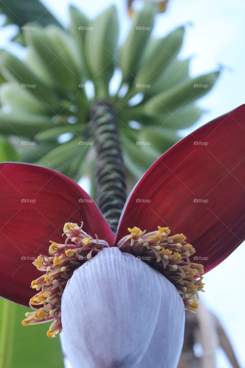 Fruiting banana tree