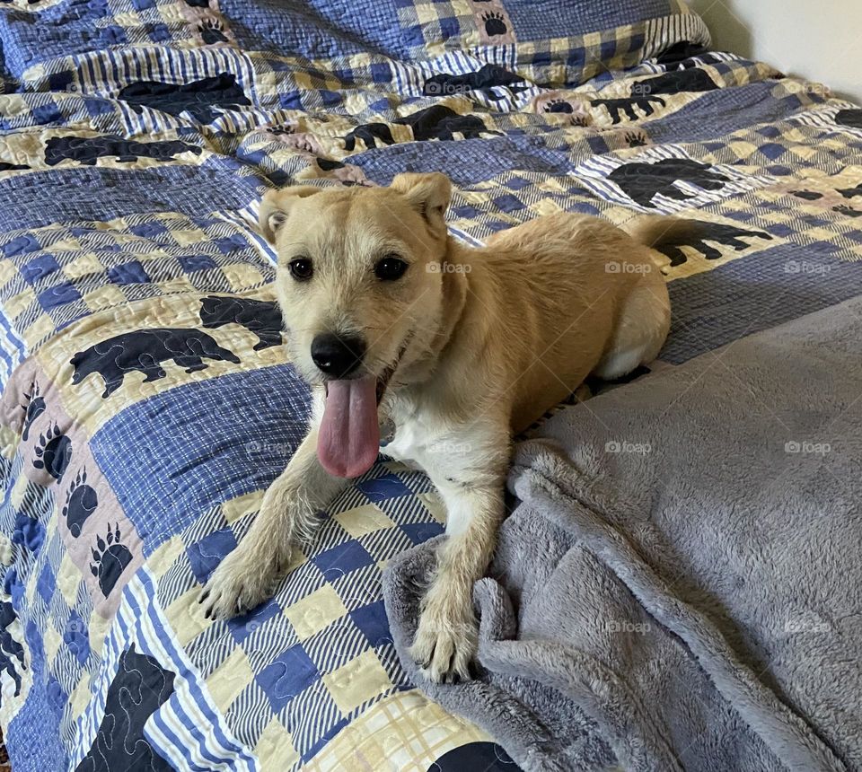 Dig takes over the big bed