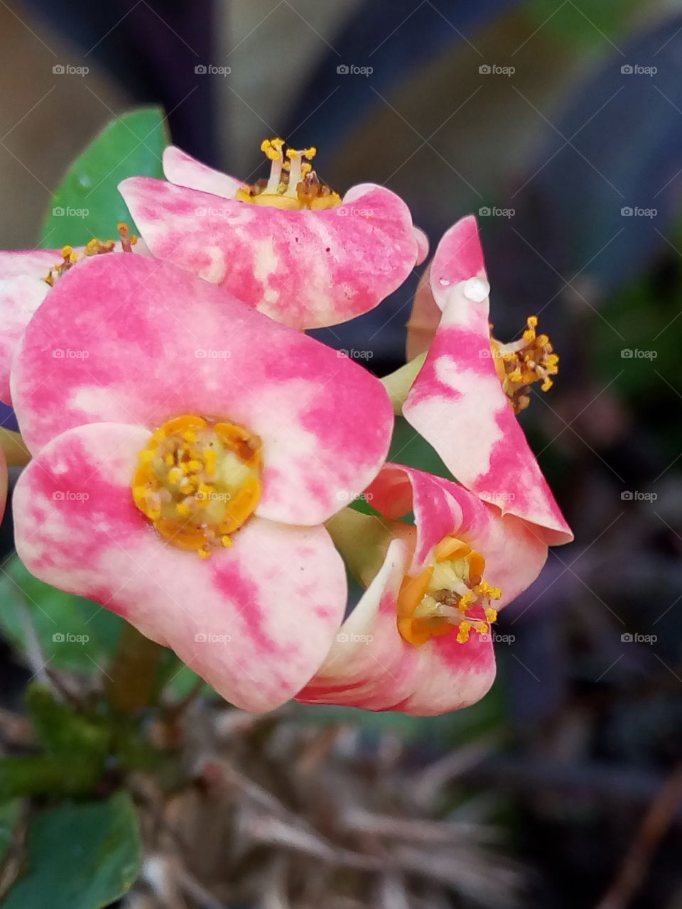 Flower, No Person, Nature, Garden, Flora