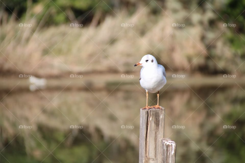 Watching around the lake