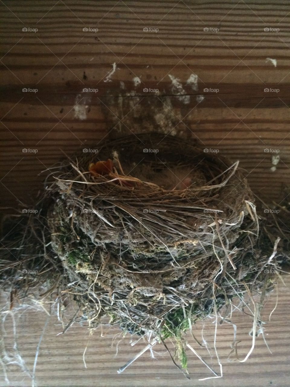 Nest