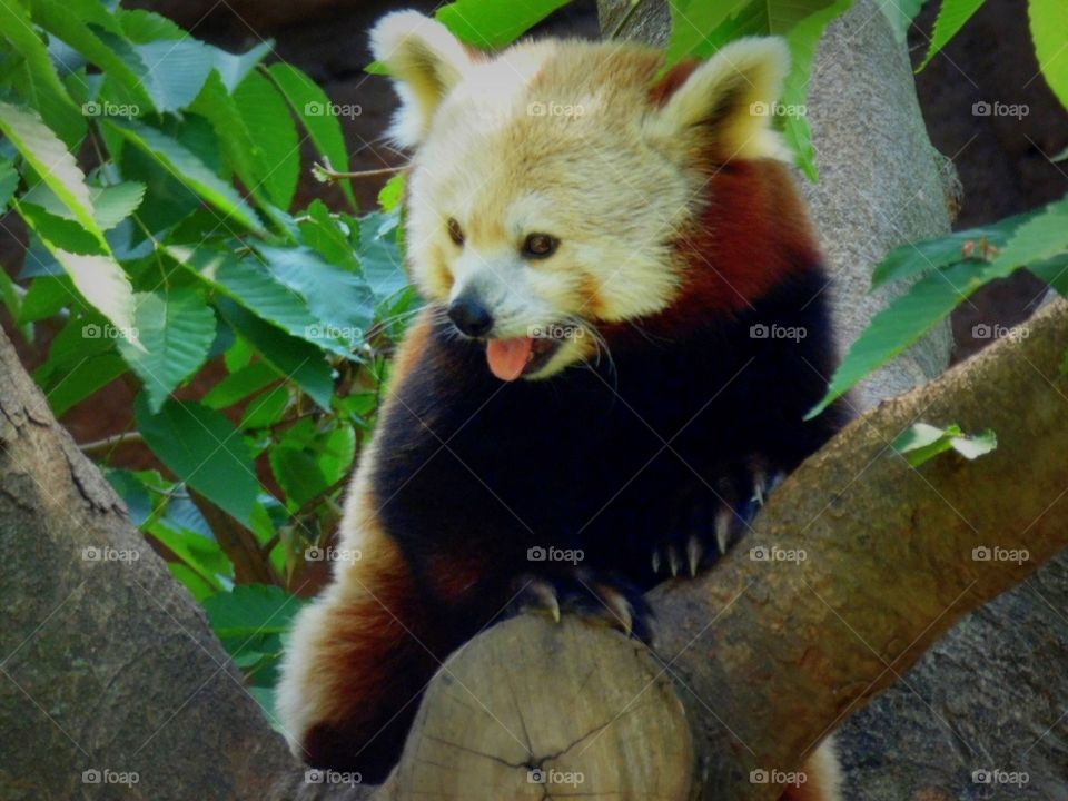 This is a cute red panda sitting in a tree taken at the Columbus Zoo in Ohio.
