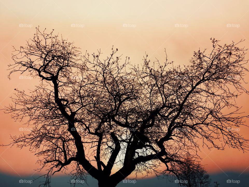 Tree and sunset