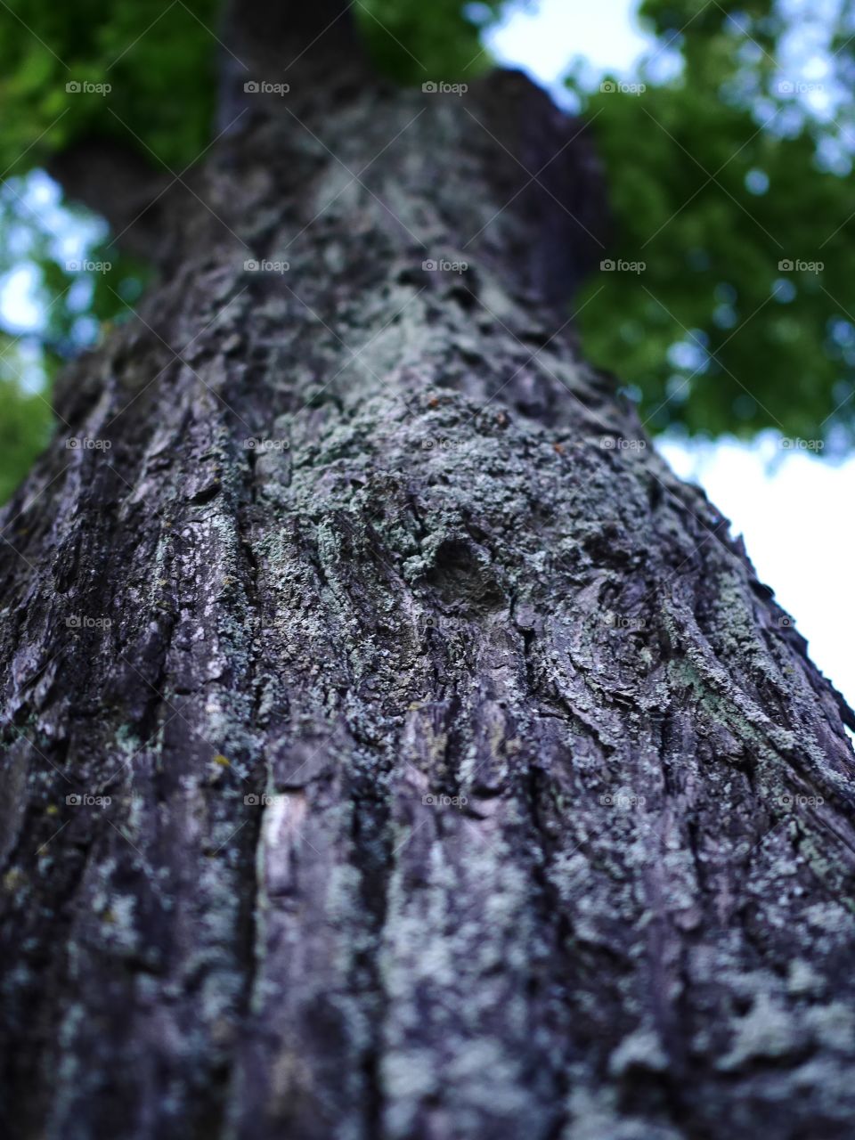 Low angle view of plant bark