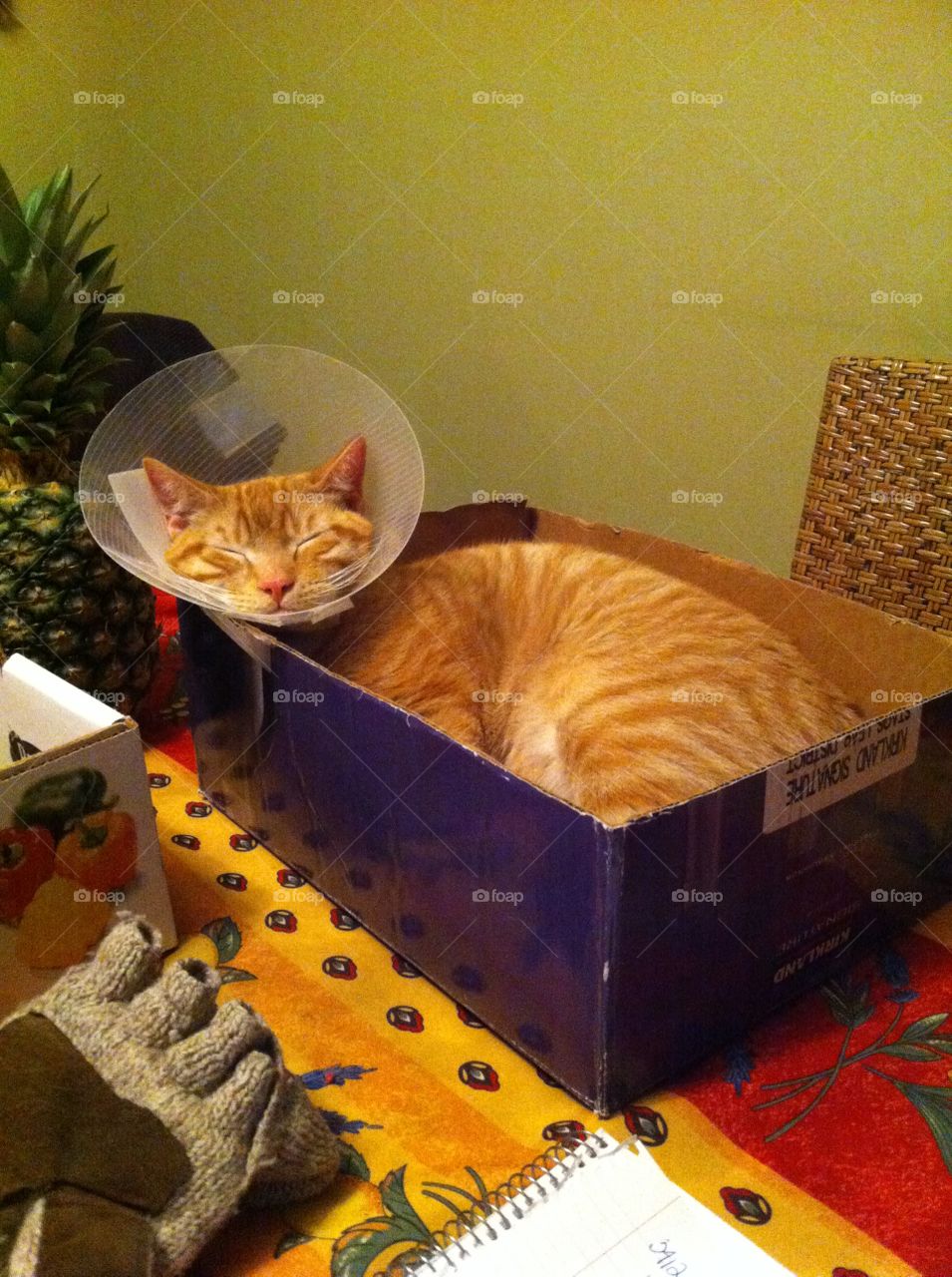 Resting kitty after surgery