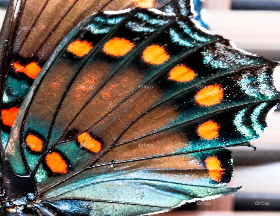 butterfly wing