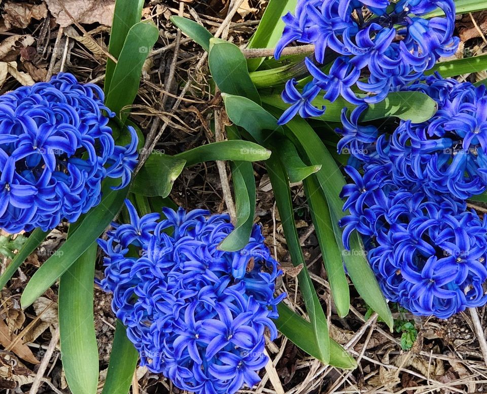 Hyacinth in federal triangle