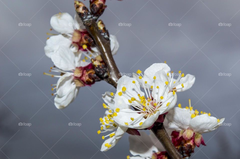 Branch of blossoming apricot.