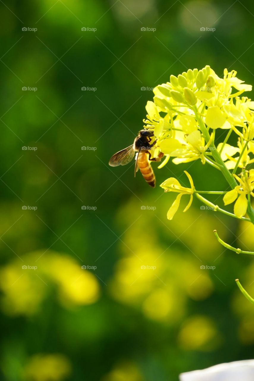 Bee
