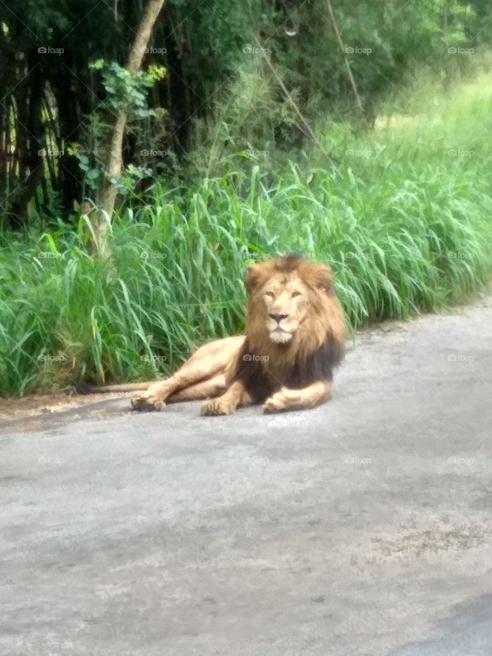 Lion the king of jungle. Resting beside road which is rare in Asia. I took this picture with my phone. I feel really proud myself for this picture.