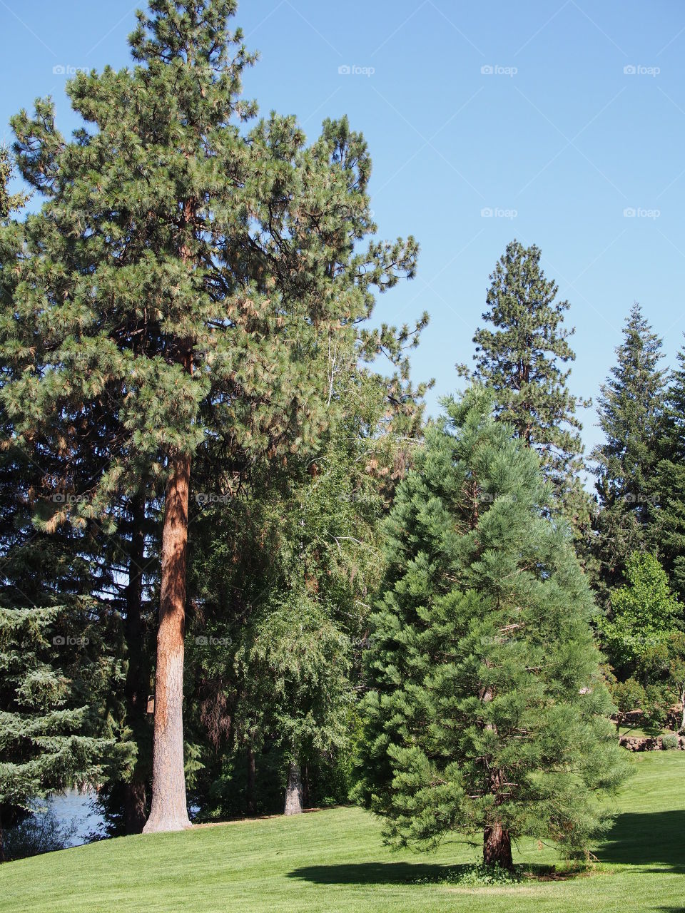 Ponderosa pine trees with beautiful green deciduous trees in the lush grassy landscaping of Pioneer Park in Bend in Central Oregon on a sunny summer day.