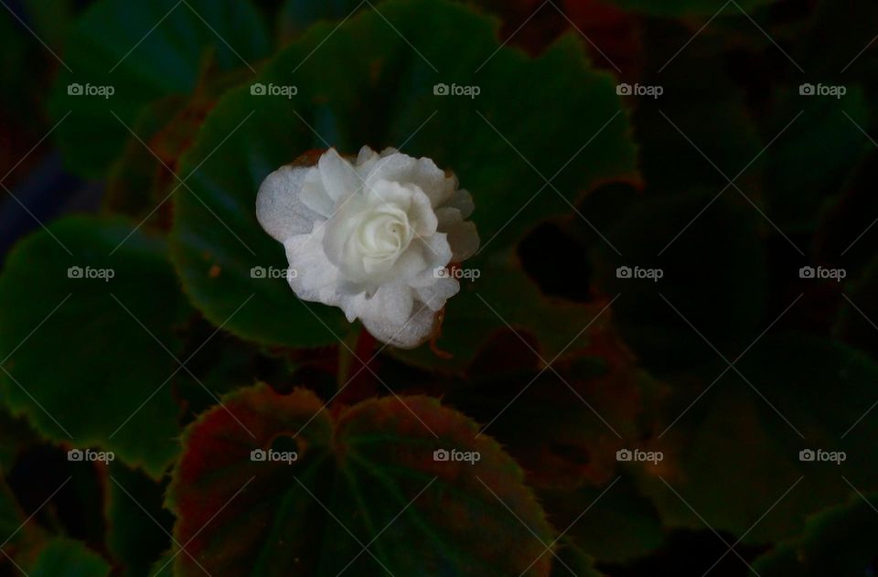 naturelover, beautiful flower, White love, white rose flower