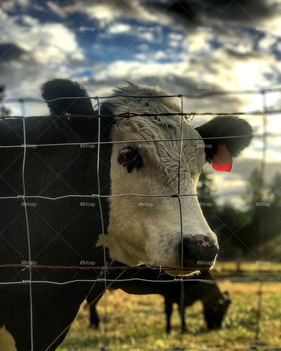 Pondering life beyond the fence