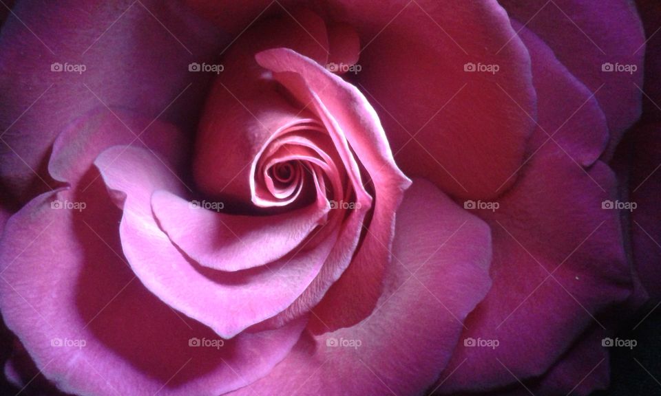 beautiful petals folding in against each other as they spiral toward the center.