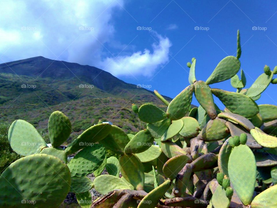 Prickly pear at Stromboli Island ( Italy ).