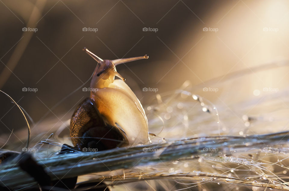 A sitting snail on grass enjoying sunset