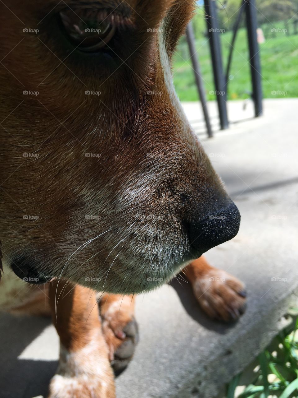 Beagle Snout