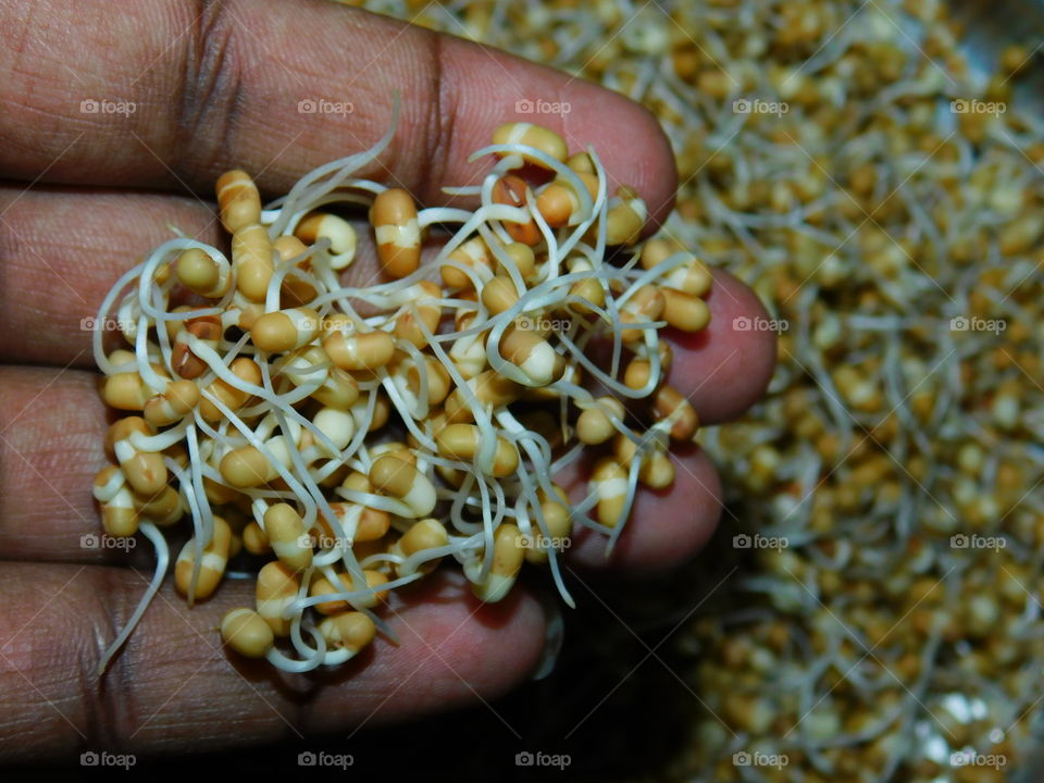 Nourishment or nutrimental food that is kidneybean