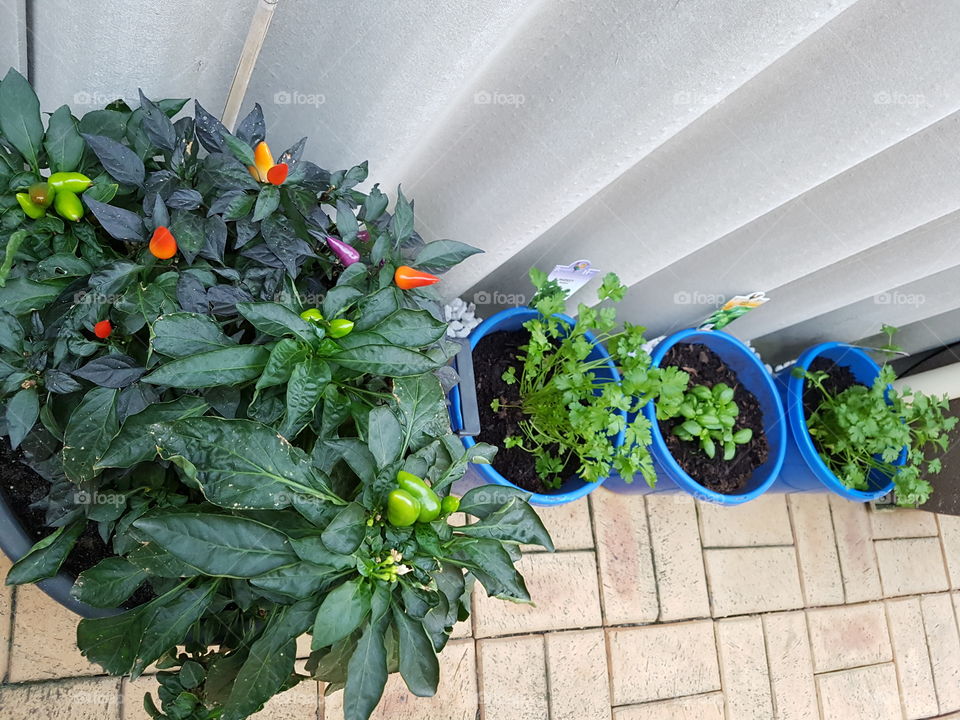 chillies and herbs