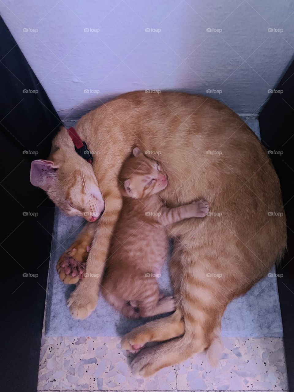 Kitten sleeping with mom