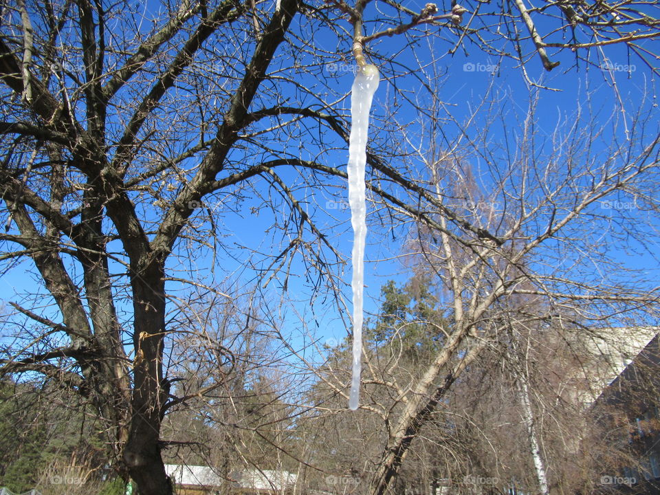 ice on trees