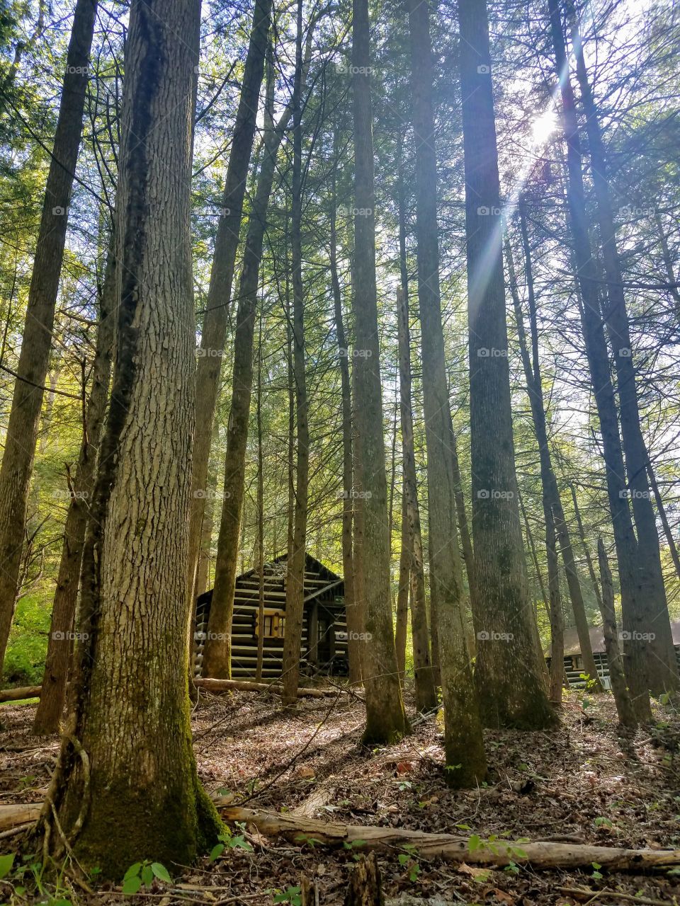 Cabin in the Woods