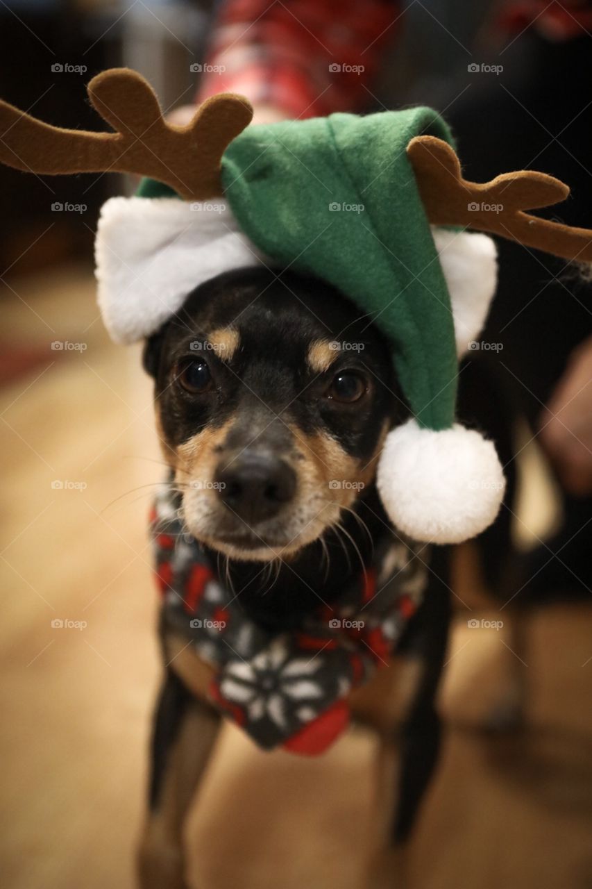 Cute dog all dressed up the their holiday gear! 