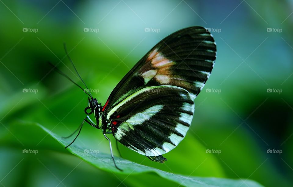 the butterfly on a leaf