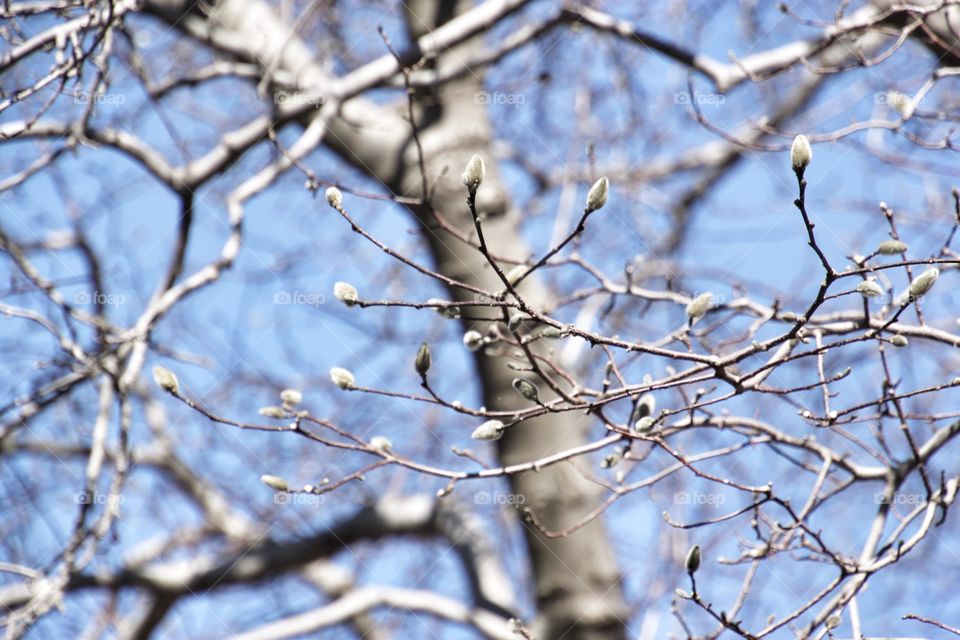 Close-up of flower buds