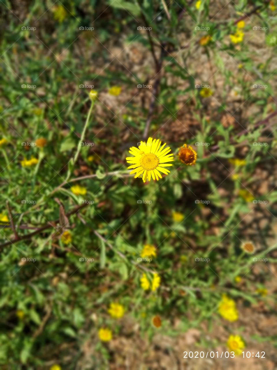 flower of yellow