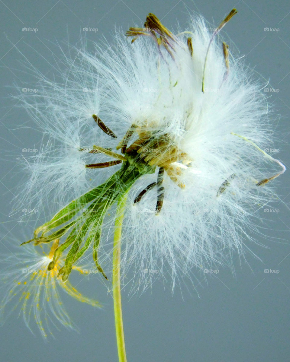 Marco photography: It's all about getting down and getting dirty. There is nothing more satisfying than to make a object such as an insect, rock, or flower into a Macro photograph!