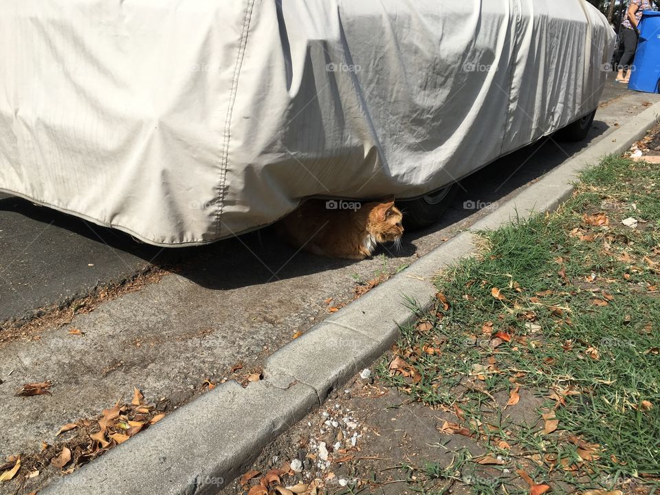 Relaxing in the shade 