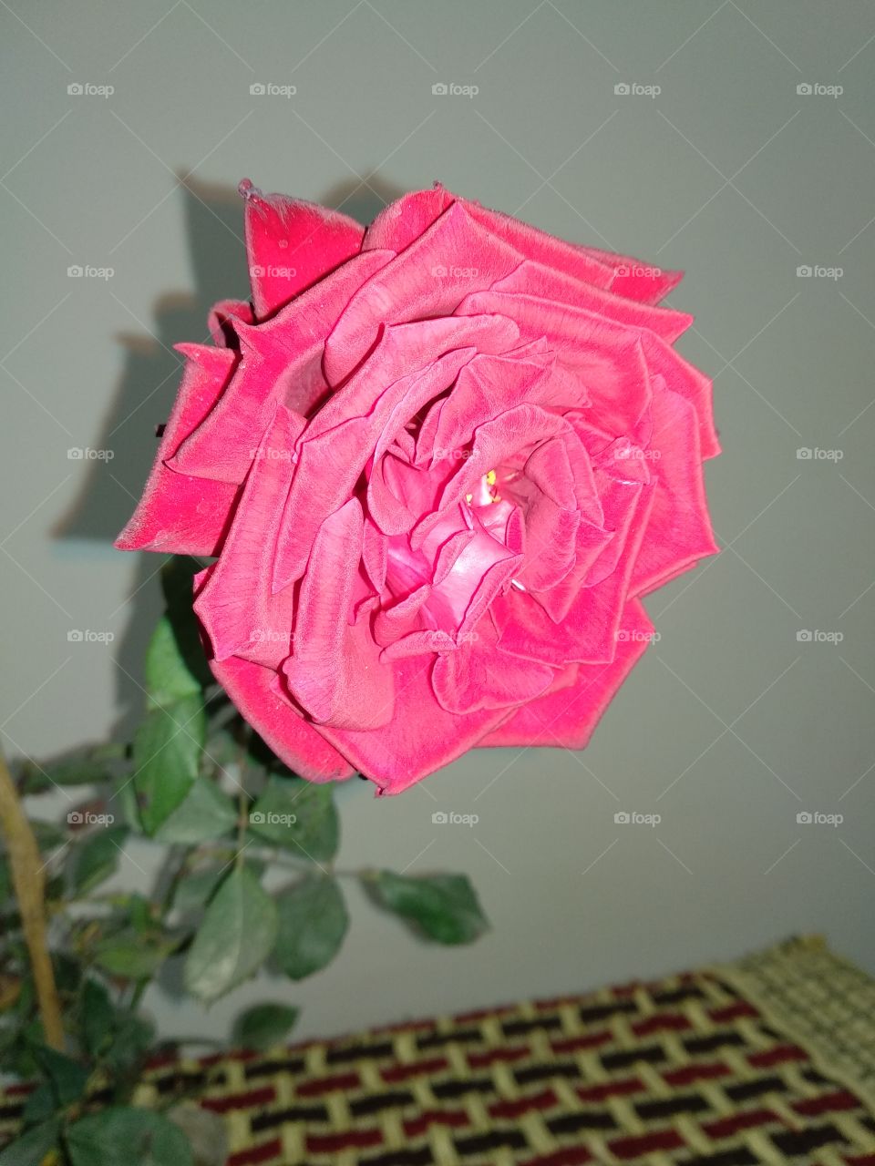rose