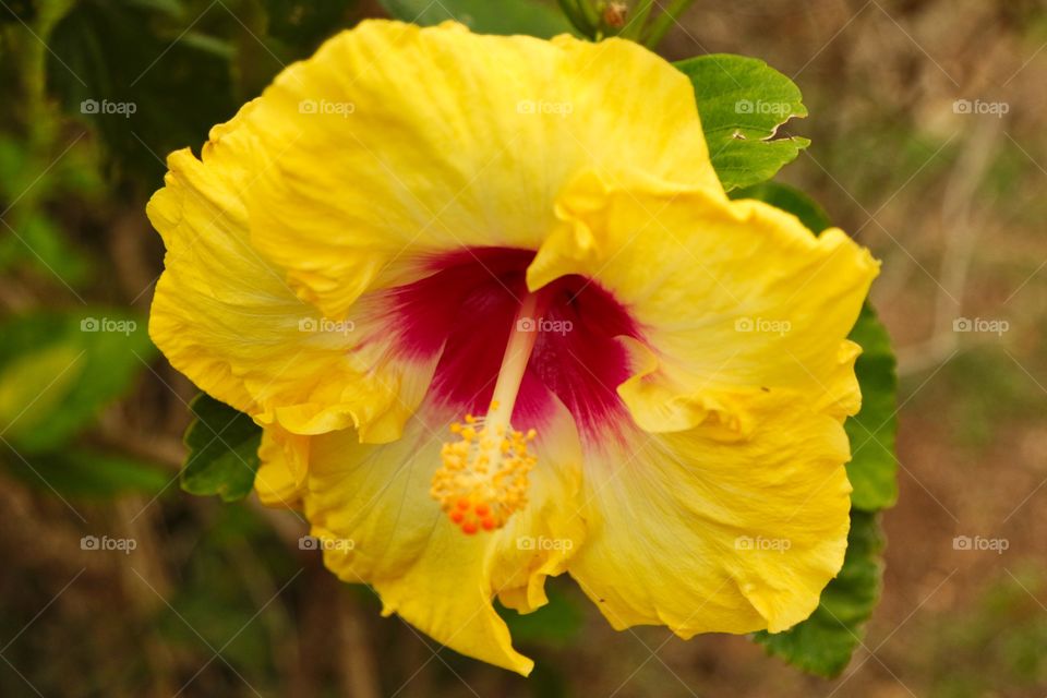 Yellow Hibiscus 
