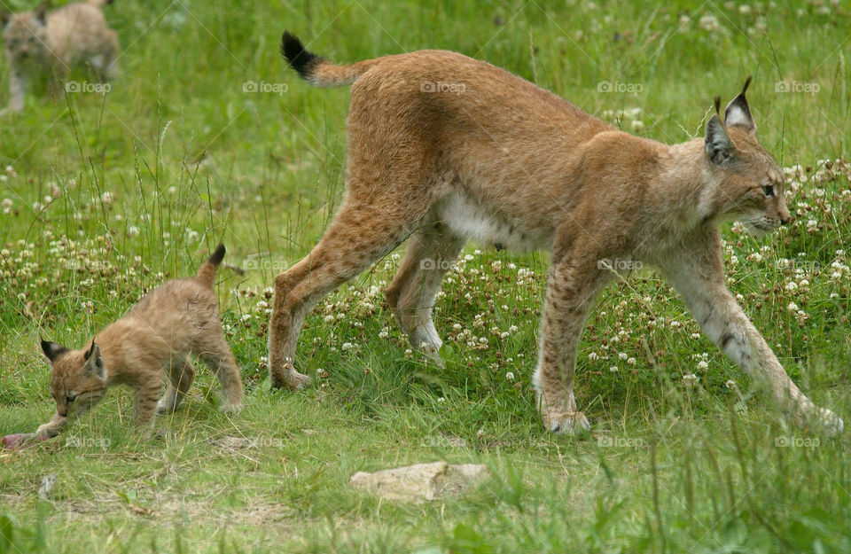 lynx with a cub