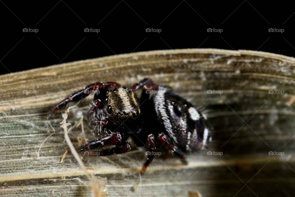 Black and white jumping spider. This is a photograph of a Black and white jumping spider
