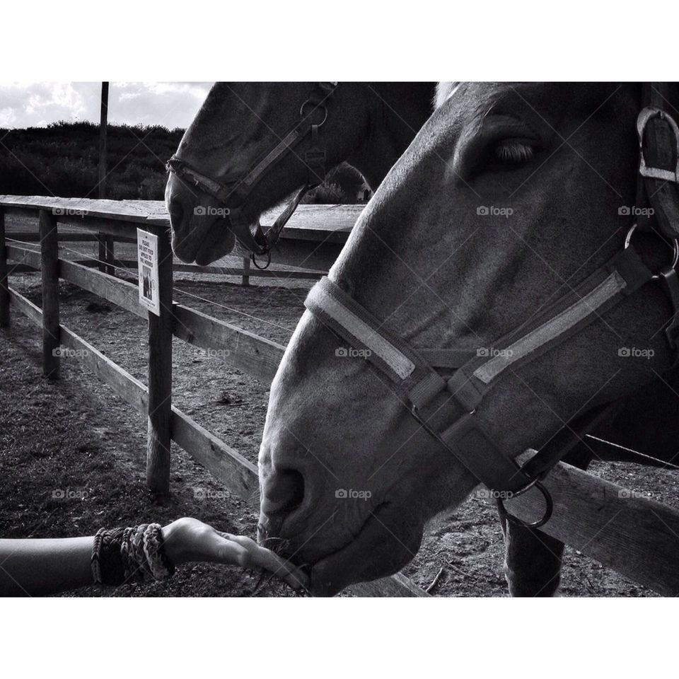 horses bw animals farm by tncobb