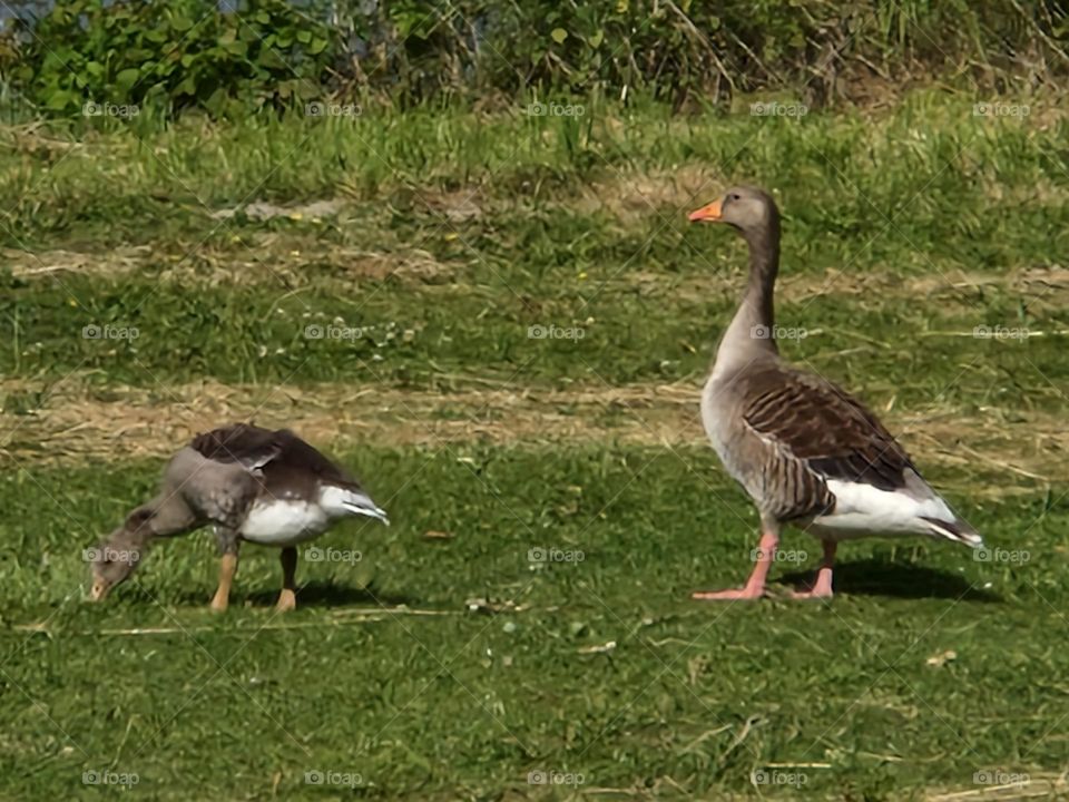 Goose with her young the Netherlands