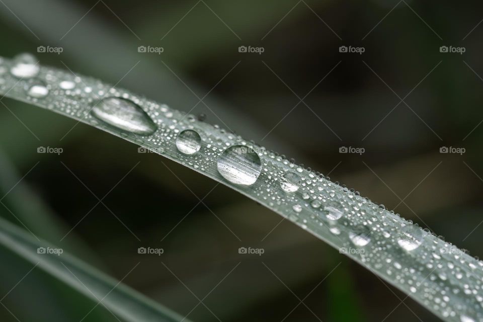 Water drops on a grass straw