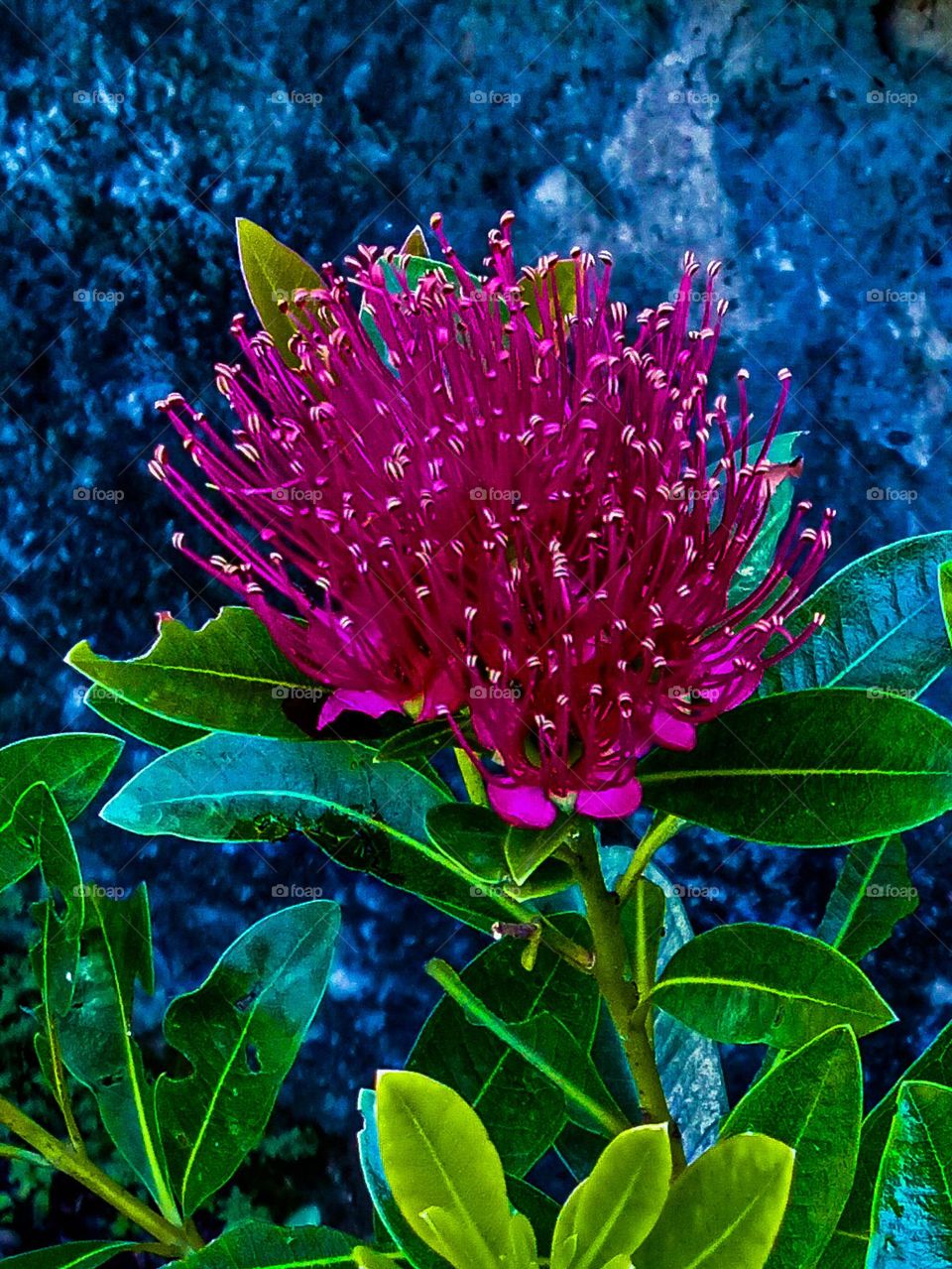 fresh blooming flowers in the morning