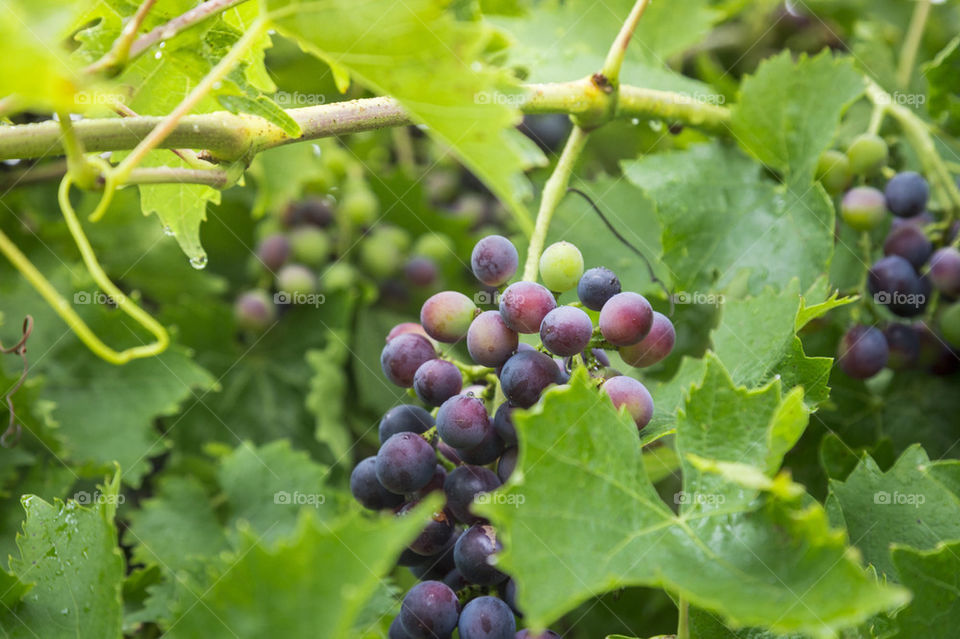 Wine grapes in garden