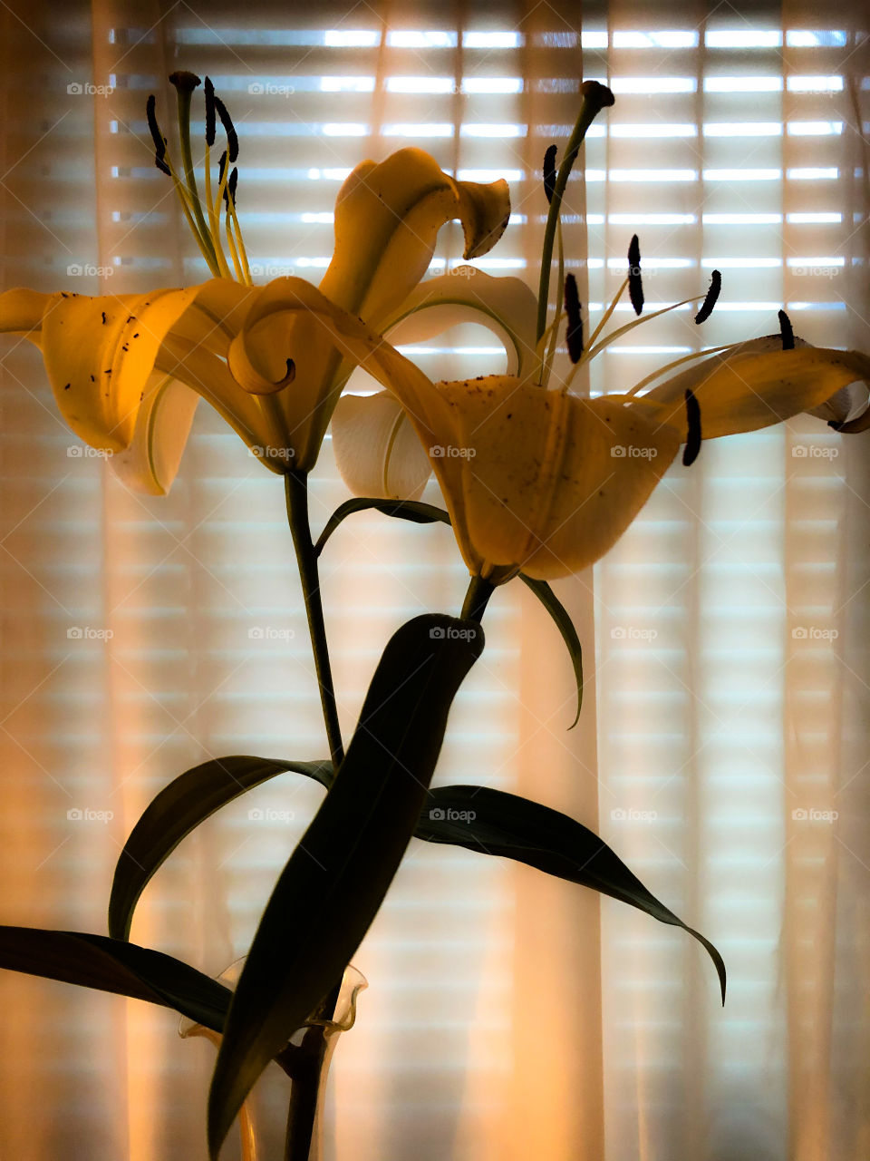 lilies in a vase