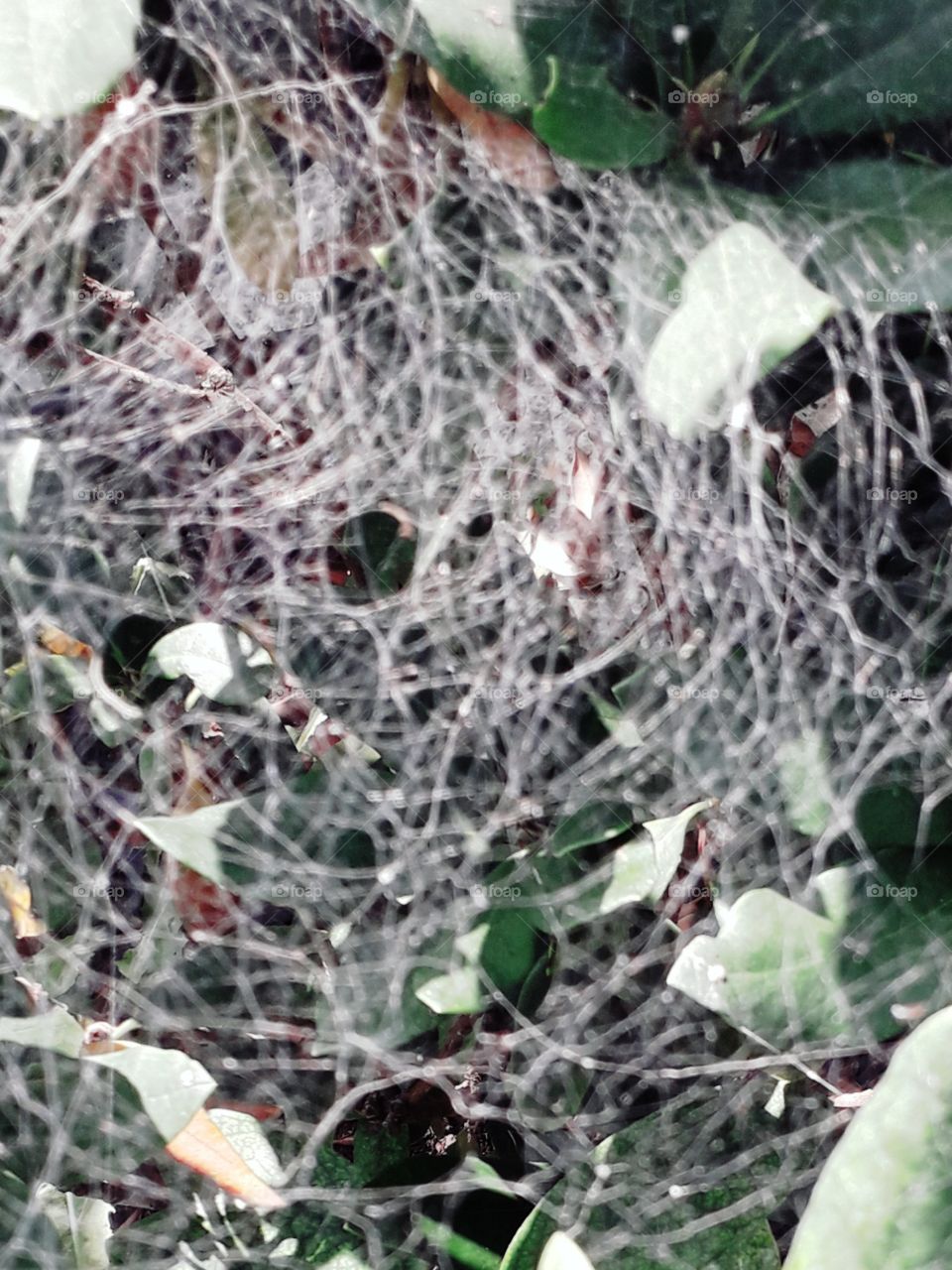 spider's web in sunshine