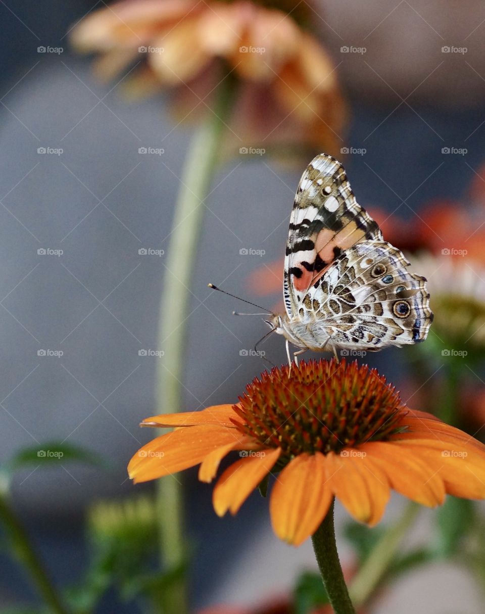 Nature in Camouflage 